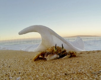 Crab Rip Curl