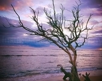 Sunset Tree