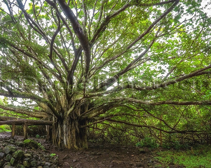 Banyan Tree