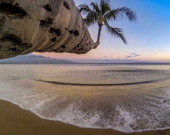 Floating Palm Tree