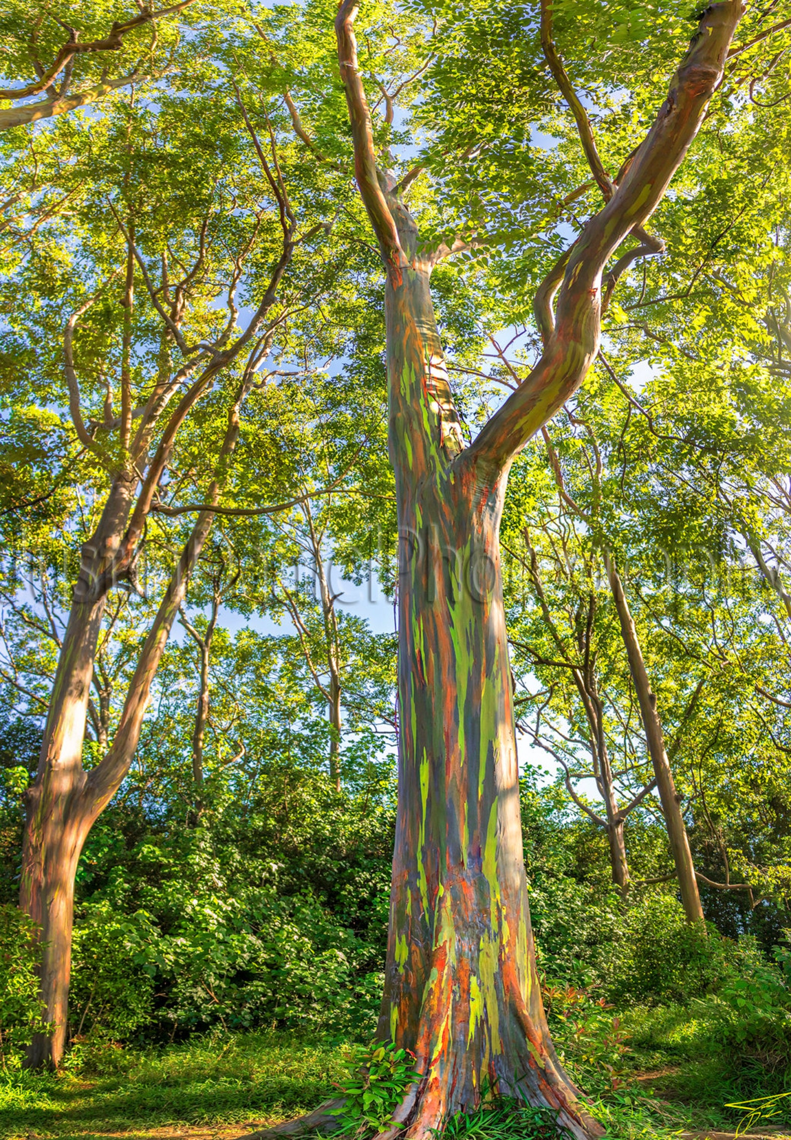 Rainbow Eucalyptus Etsy