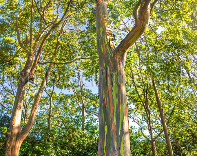 Rainbow Eucalyptus