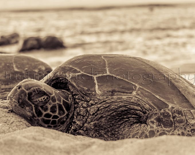 Sleeping Honu