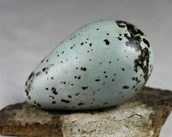 Brunnichs Guillemot egg,Thin billet murre, Iceland, taxidermy,  puffin, auk,  murres, guillemots, gift, nature, real