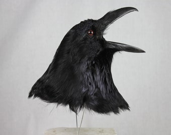 Gothic Raven, Northern, Iceland, taxidermy, classic, wall hanger, unique, authentic, real