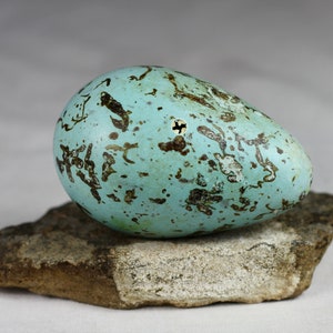 Brunnichs Guillemot egg,Thin billet murre, Iceland, taxidermy, puffin, auk, murres, guillemots, gift, nature, real image 3