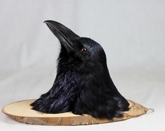 Gothic Raven, Northern, Iceland, taxidermy, classic, wall hanger, unique, authentic, real