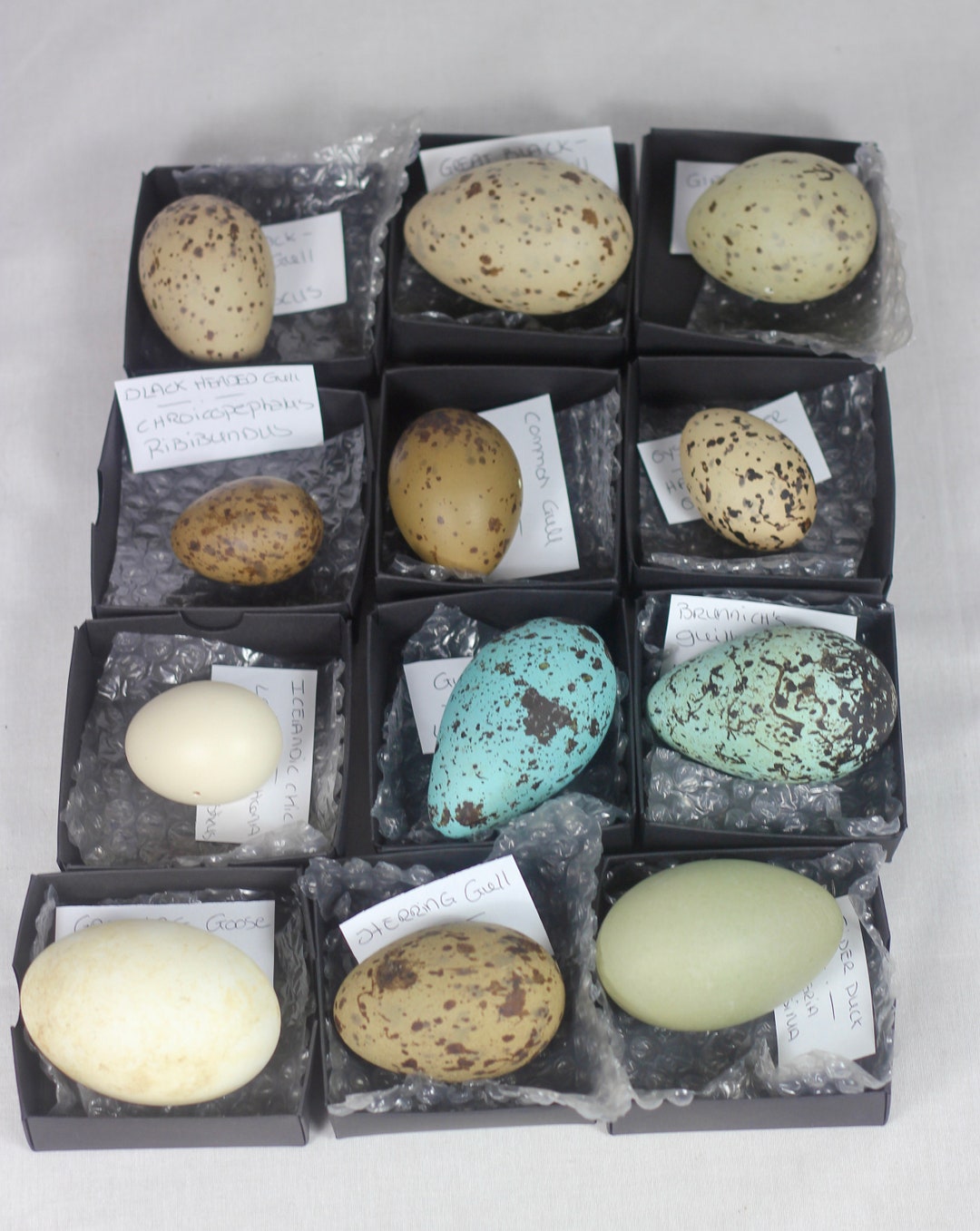 12 Different Icelandic Eggs Species Taxidermy Nature Real Etsy