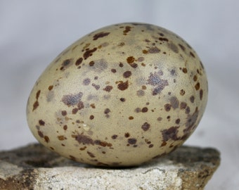 Great black-blacked gull, Larus marinus, egg, taxidermy treated, puffin, auk,  murres, guillemots, gift, nature, real