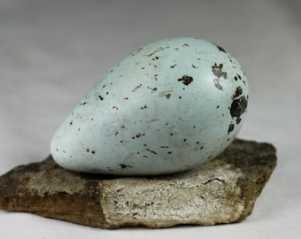 Brunnichs Guillemot egg,Thin billet murre, Iceland, taxidermy,  puffin, auk,  murres, guillemots, gift, nature, real