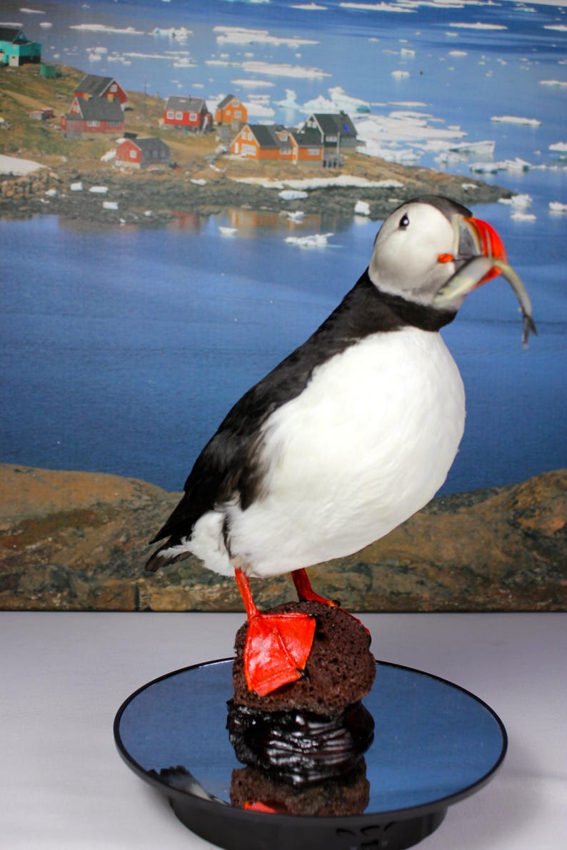 Puffin. Atlantic, Iceland, Taxidermy, Unique, Authentic Etsy