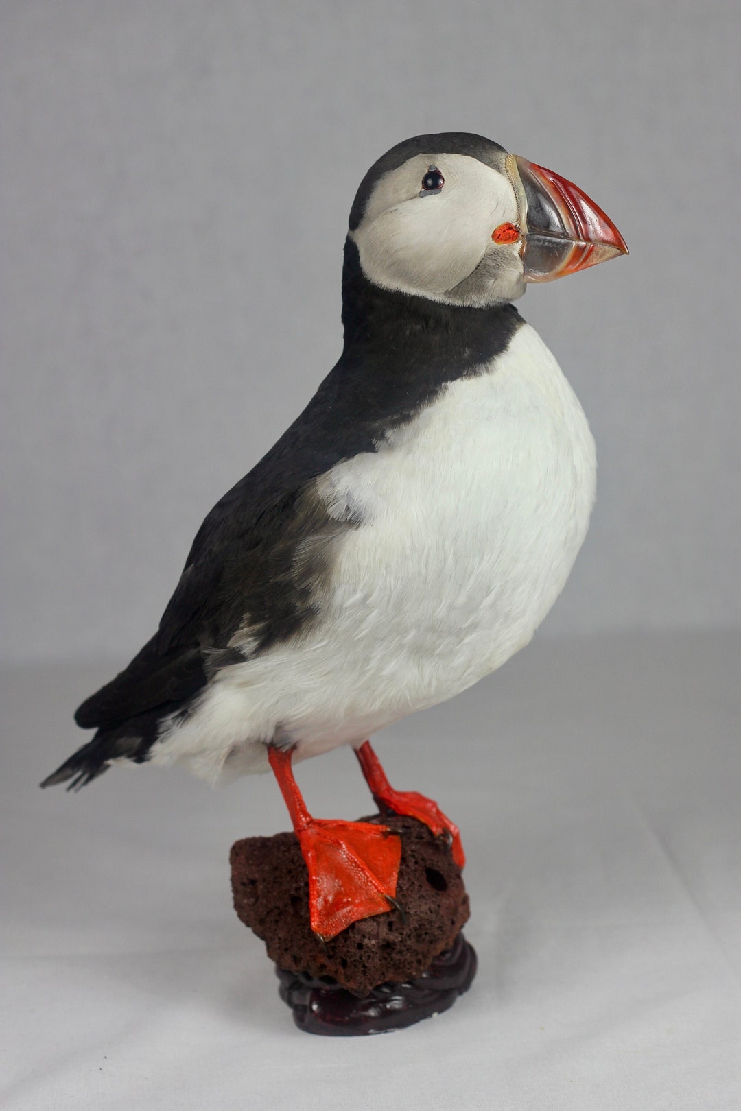 Puffin 4 Atlantic Iceland Taxidermy Unique Authentic - Etsy