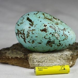 Brunnichs Guillemot egg,Thin billet murre, Iceland, taxidermy, puffin, auk, murres, guillemots, gift, nature, real image 2