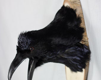 Gothic Raven, Northern, Iceland, taxidermy, classic, wall hanger, unique, authentic, real