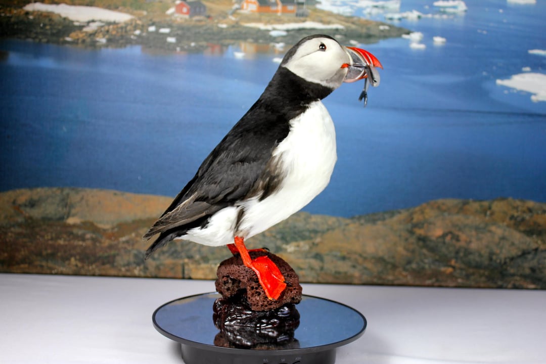 Puffin. Atlantic, Iceland, Taxidermy, Unique, Authentic Etsy