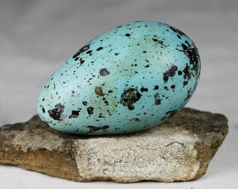 Brunnichs Guillemot egg,Thin billet murre, Iceland, taxidermy,  puffin, auk,  murres, guillemots, gift, nature, real