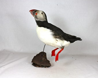 Puffin Taxidermy - Etsy