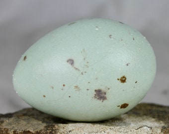 Glaucious gull, Larus hyperboreus, egg, taxidermy treated, puffin, auk,  murres, guillemots, gift, nature, real