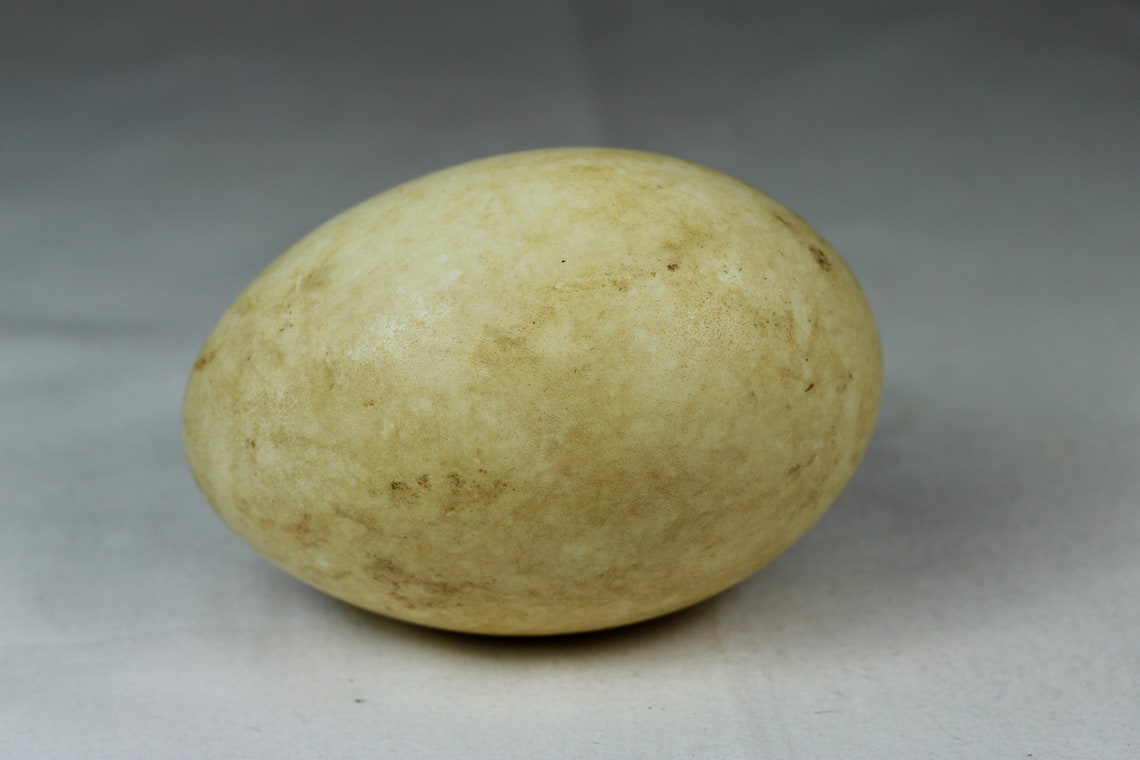 Whooper Swan Egg Nature Iceland Taxidermy Real Etsy