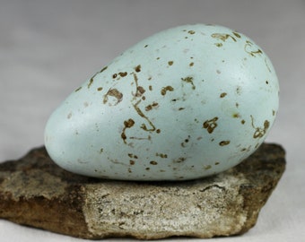 Brunnichs Guillemot egg,Thin billet murre, Iceland, taxidermy,  puffin, auk,  murres, guillemots, gift, nature, real