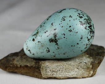 Brunnichs Guillemot egg,Thin billet murre, Iceland, taxidermy,  puffin, auk,  murres, guillemots, gift, nature, real