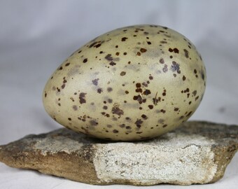 Great black-blacked gull, Larus marinus, egg, taxidermy treated, puffin, auk,  murres, guillemots, gift, nature, real