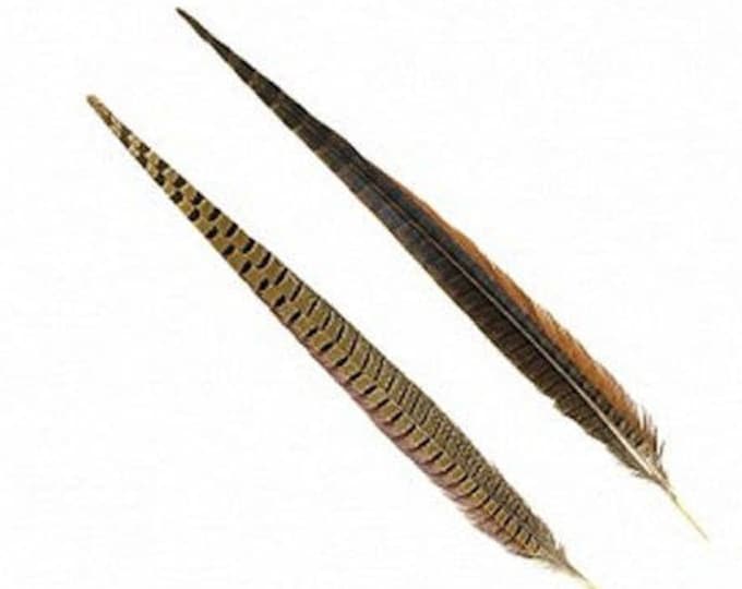 2 Pheasant Feathers - Male Tail Feathers - Natural Color