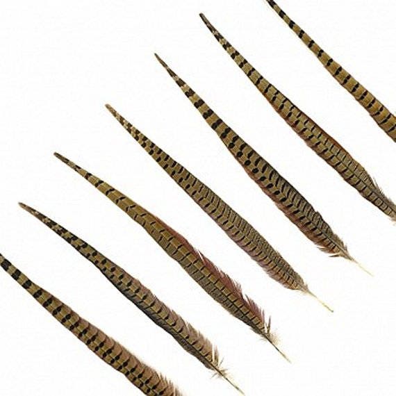 Pheasant Tail Feather