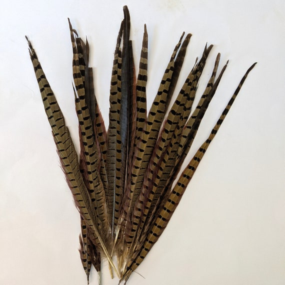 Pheasant Feathers Long Male Tail Feathers Natural Color 