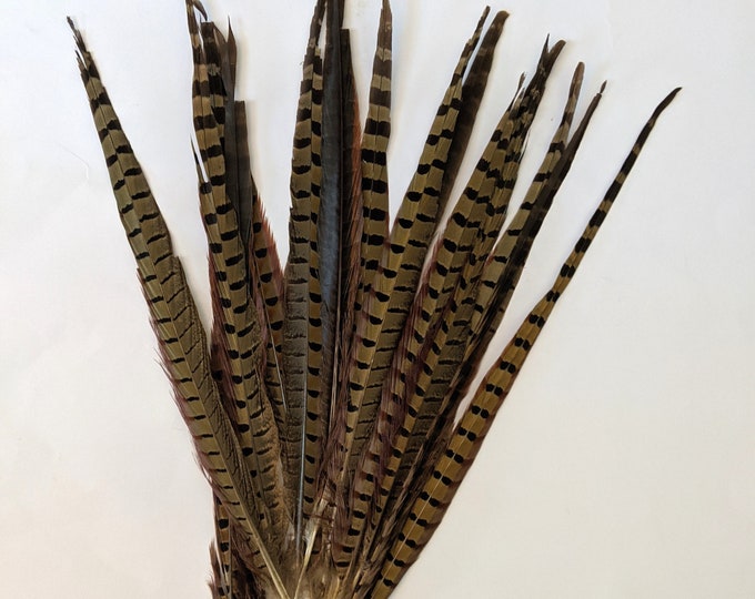 DISCOUNTED Pheasant Feathers - Long Male Tail Feathers - Natural Color - Damaged