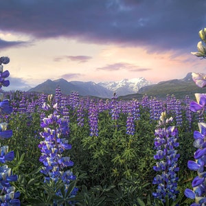 Può includere: Un campo di fiori di lupino viola in fiore sullo sfondo di montagne e un cielo nuvoloso. I fiori sono in piena fioritura e il cielo è di un rosa e un arancio tenue.