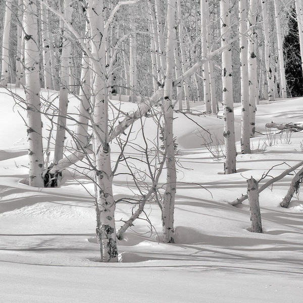 Aspen Trees Photo in Winter Snow  | Samsung Frame TV Art| 4K Nature Photograph - Art for TV & Computer Wallpaper