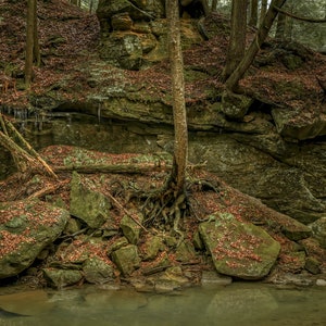 May include: A scenic landscape featuring a rocky cliff face with trees and a small stream. The rocks are covered in moss and fallen leaves. Icicles hang from the cliff. The water is clear and reflects the surrounding environment.