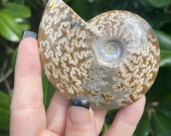 Ammonite, Polished Ammonite, Fossil, Ammonite Fossil