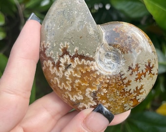 Ammonite, Polished Ammonite, Fossil, Ammonite Fossil