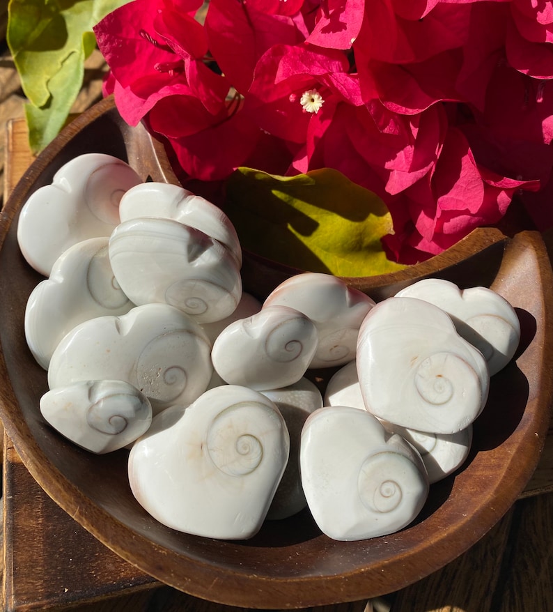 Shiva Eye Shiva Shell Shiva Shell Heart Qty. 1 | Etsy