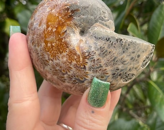 May include: A polished ammonite fossil with a brown and white swirling pattern. The fossil is a natural, organic shape.