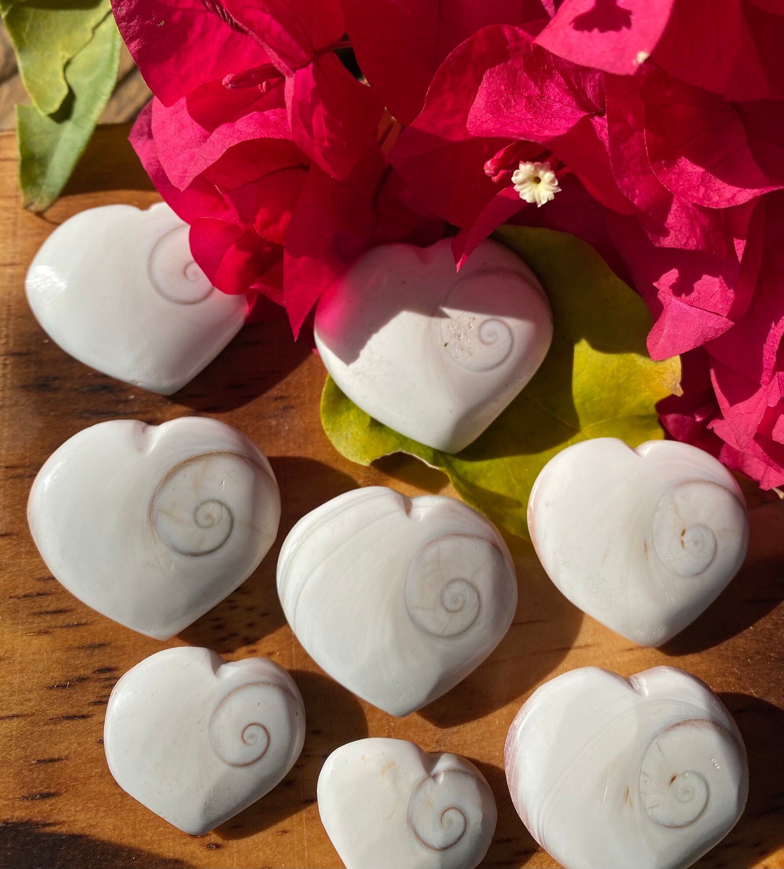 Shiva Eye Shiva Shell Shiva Shell Heart Qty. 1 | Etsy