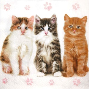 M811 # 3 Stück einzelne Papierservietten für Decoupage, Bastelgewebe, Foto von drei niedlichen Katzen Kätzchen auf Fußabdruck Hintergrund