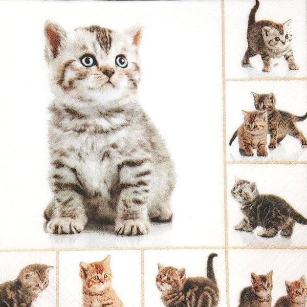 M650# 3 Pieces Of Single Paper Napkins for Decoupage, Craft Tissue, Eight Photos of Funny Tabby Cats Kitten On White Background