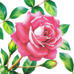 M528# 3 stuks enkele papieren servetten voor decoupage, tissue, grote roze-rode rozenbloem