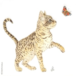 P060# 3 servilletas de papel individuales para decoupage, papel de seda para manualidades, diseño de un lindo gatito atigrado con mariposa sobre fondo blanco