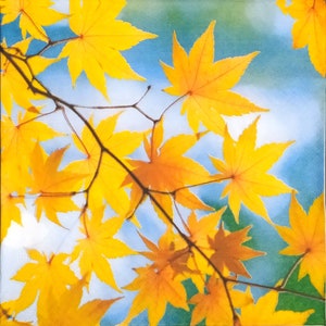 May include: A square image showing a close-up of bright yellow maple leaves against a soft blue and white backdrop. The leaves are on brown branches, creating an autumnal scene. The leaves have a star-like shape. The image evokes a sense of nature.