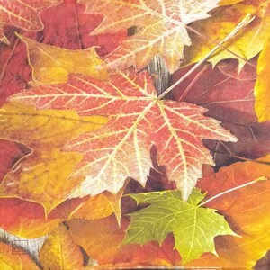 May include: A close-up of colourful autumn leaves in shades of red, orange, yellow, and green. The leaves are maple leaves, with intricate vein patterns. The image evokes a sense of autumn and nature.