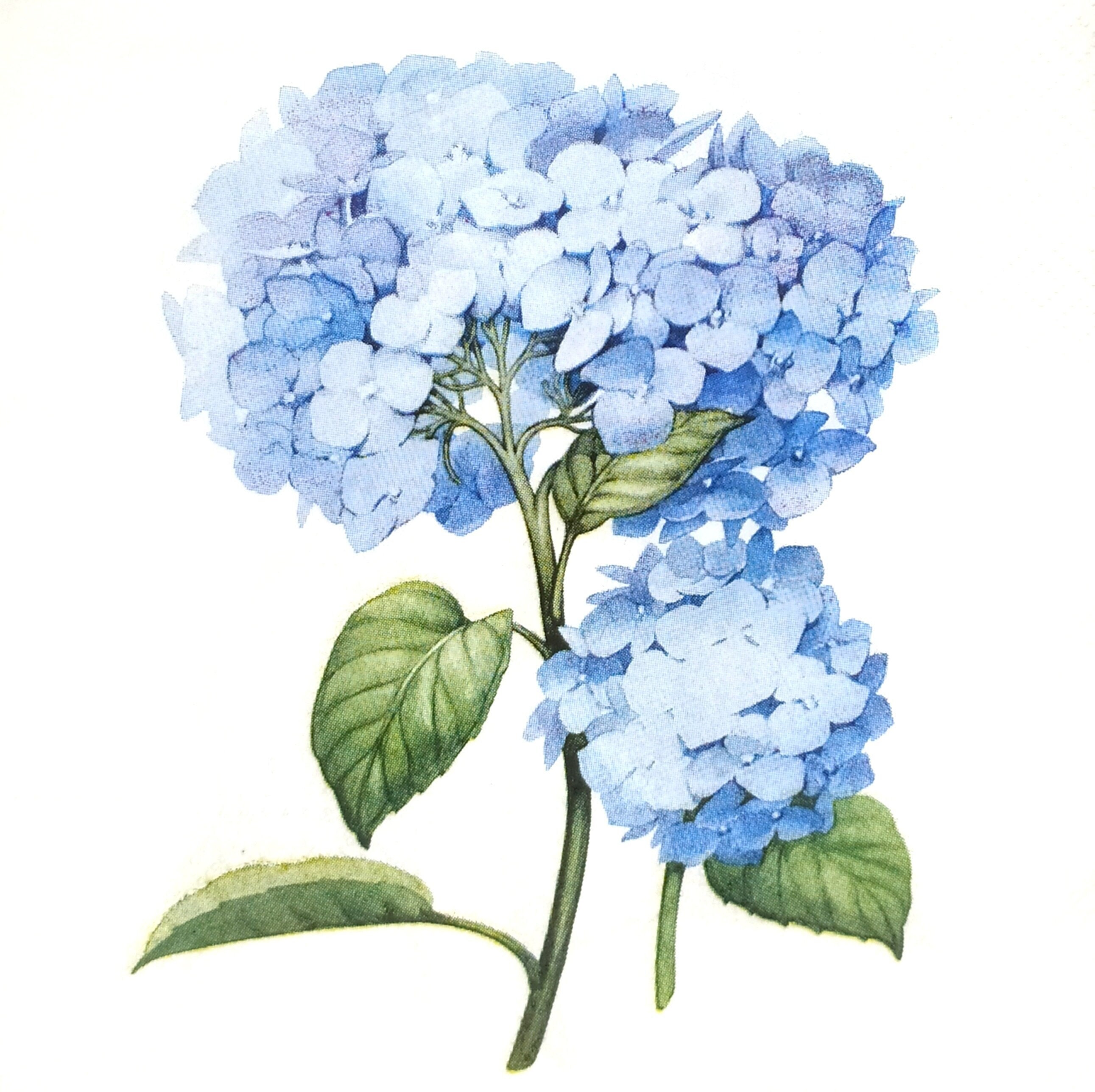 P331# 3 piezas de servilletas de papel individuales para decoupage, papel de seda para manualidades, flores de hortensia azul sobre fondo blanco