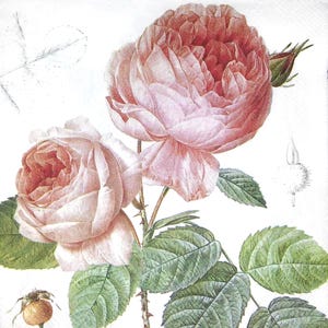 M307 # 3 Stück einzelne Papierservietten für Decoupage, Bastelgewebe, Rambler English Garden Rosen auf weißem Hintergrund