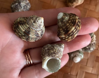 Green Hawaiian Turban Shells (Lot of 3)