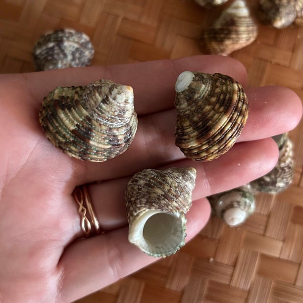 Green Hawaiian Turban Shells (Lot of 3)