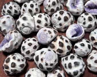 Mulberry Drupe - Hawaiian Shells