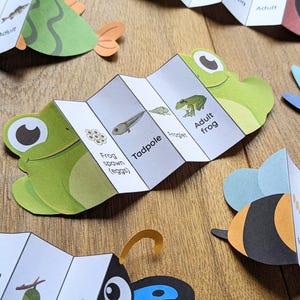 May include: A set of colorful paper life cycle cards featuring a frog, butterfly, and bee. Each card shows the different stages of development, from egg to adult. The cards are perfect for teaching children about life cycles.